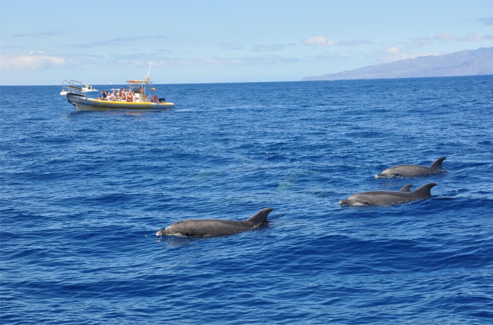 Gran Canaria mit Kindern: Delfinbeobachtung.