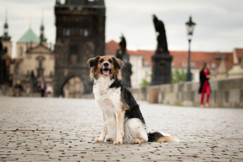 Black and white Bohemian Spotted Dog  is sitting on bridge. She was in center of prague. She is so patient model.