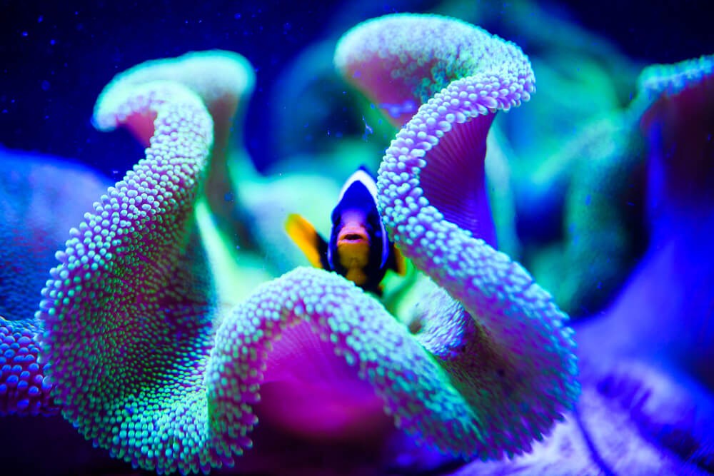 Nachhaltiger Tourismus: kleiner blau-gelber Fisch im Korallenriff.