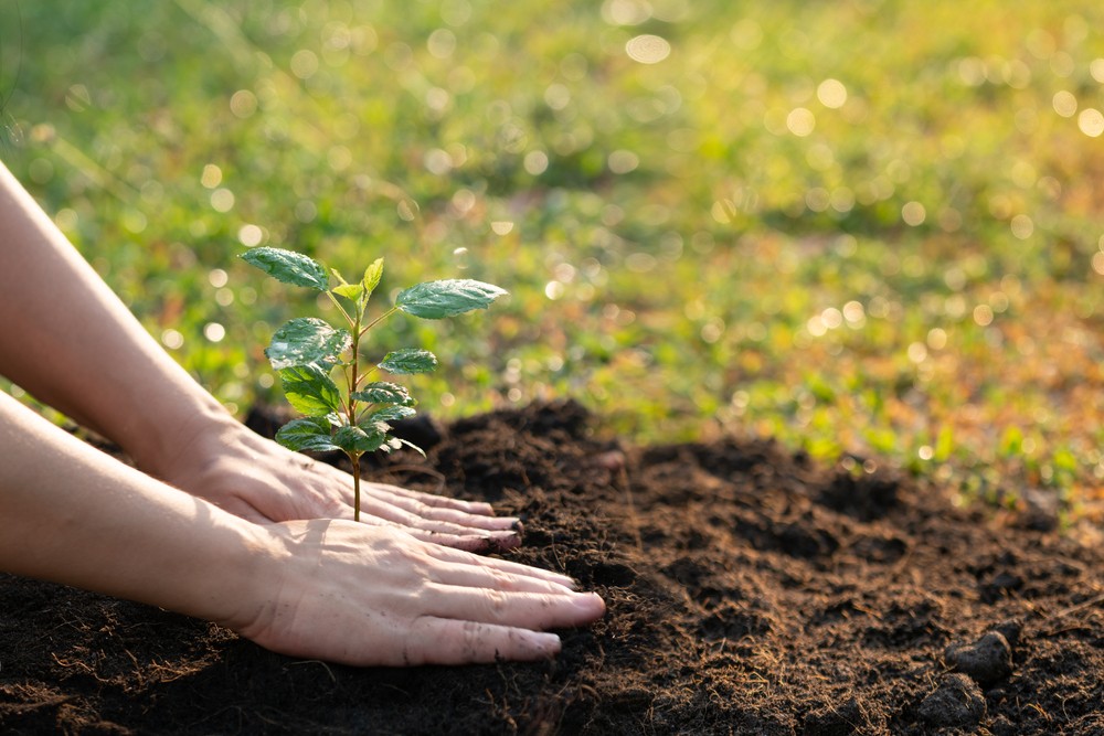 Nachhaltiger Tourismus: Hände pflanzen einen Baum-Setzling