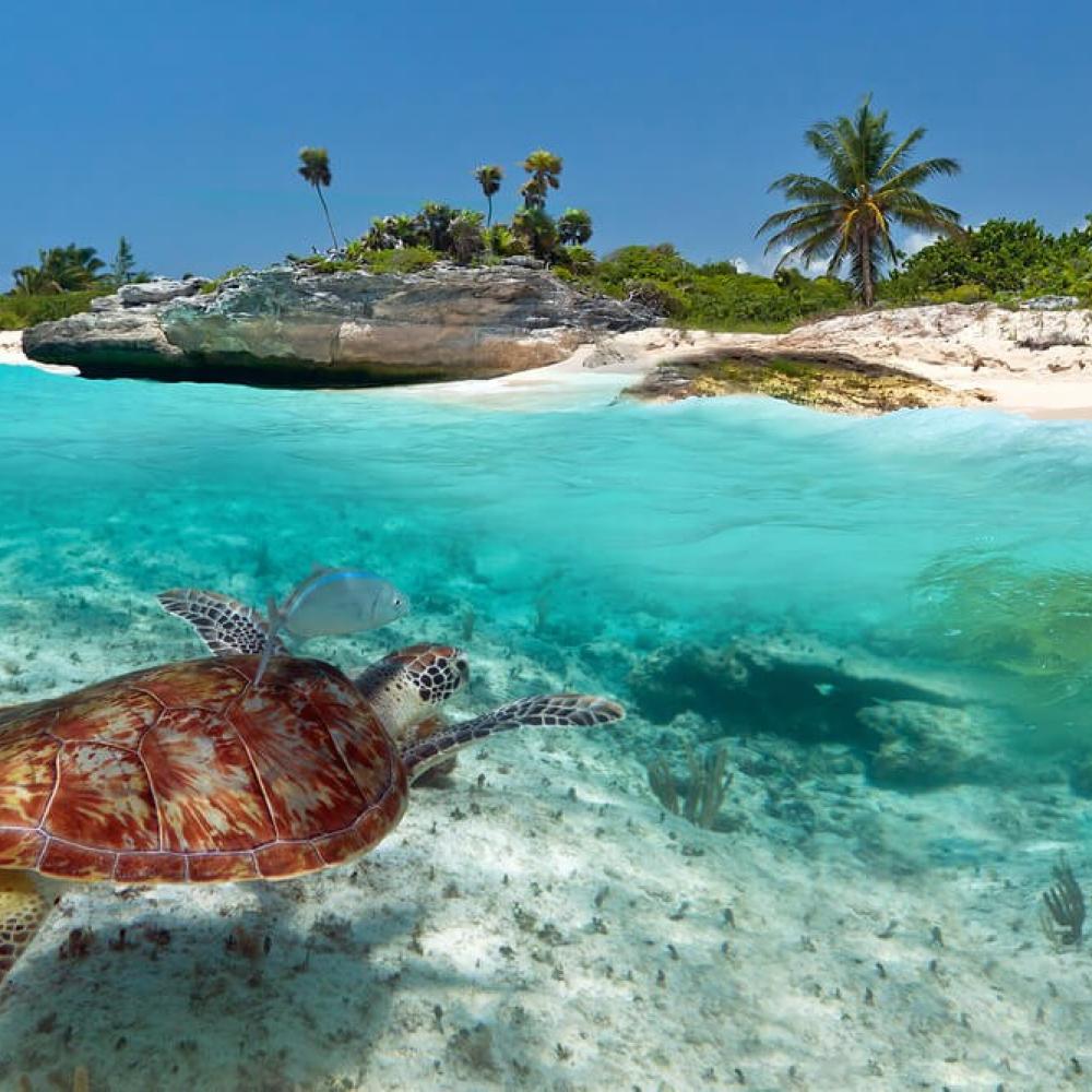 Go wild exploring Yucatan wildlife on your next Mexican adventure