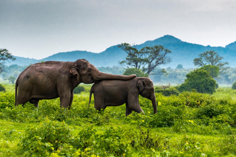 Sri Lanka: Sehenswürdigkeiten in der „Träne“ Indiens