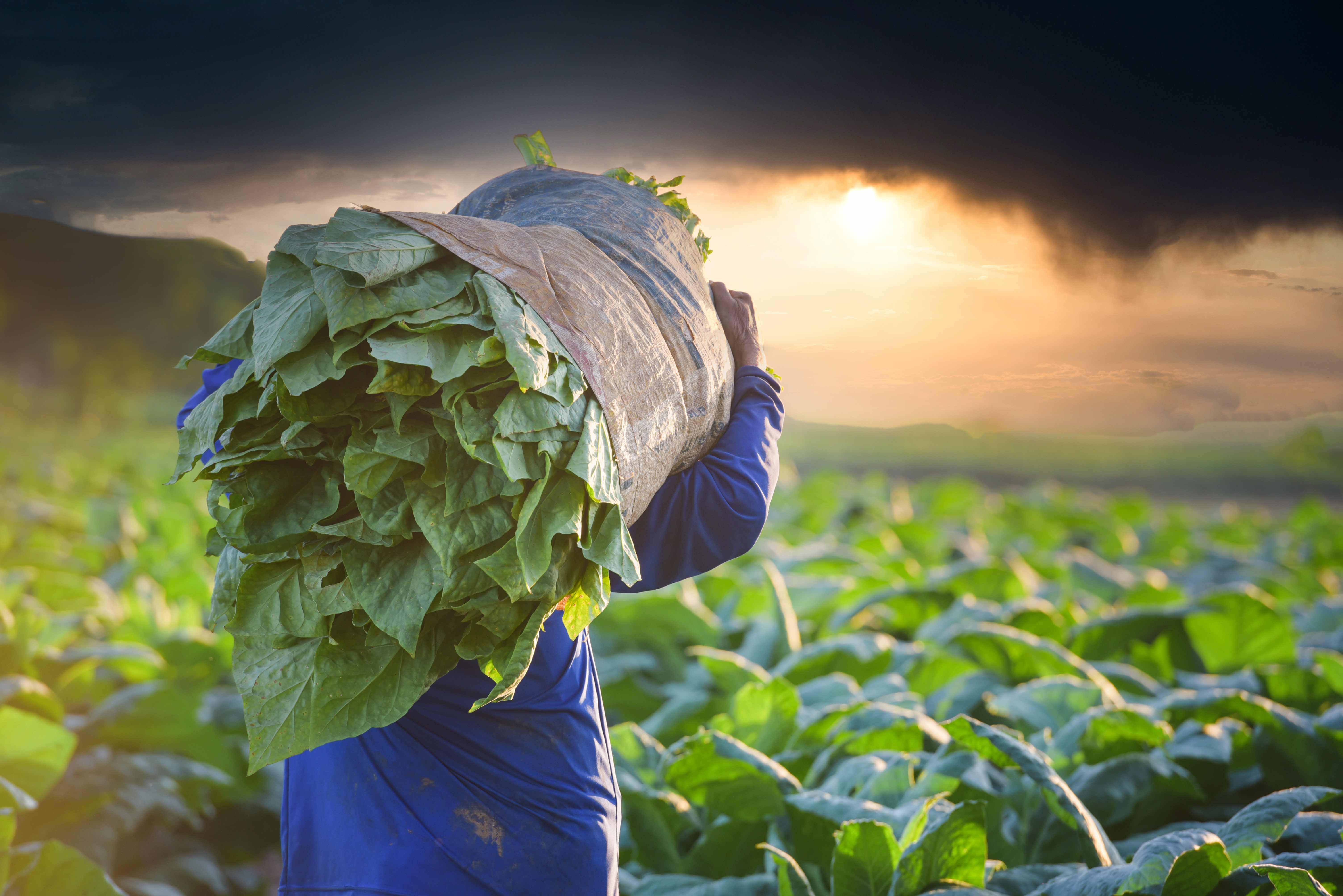 dominican republic tobacco companies Discover the artistry of Dominican Republic cigars