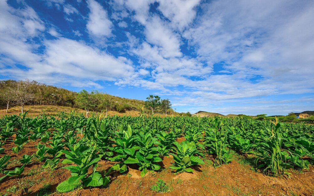 dominican republic tobacco industry Discover the artistry of Dominican Republic cigars