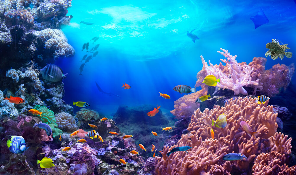 Das Korallenriff: Entdecke eine wunderbare Unterwasserwelt