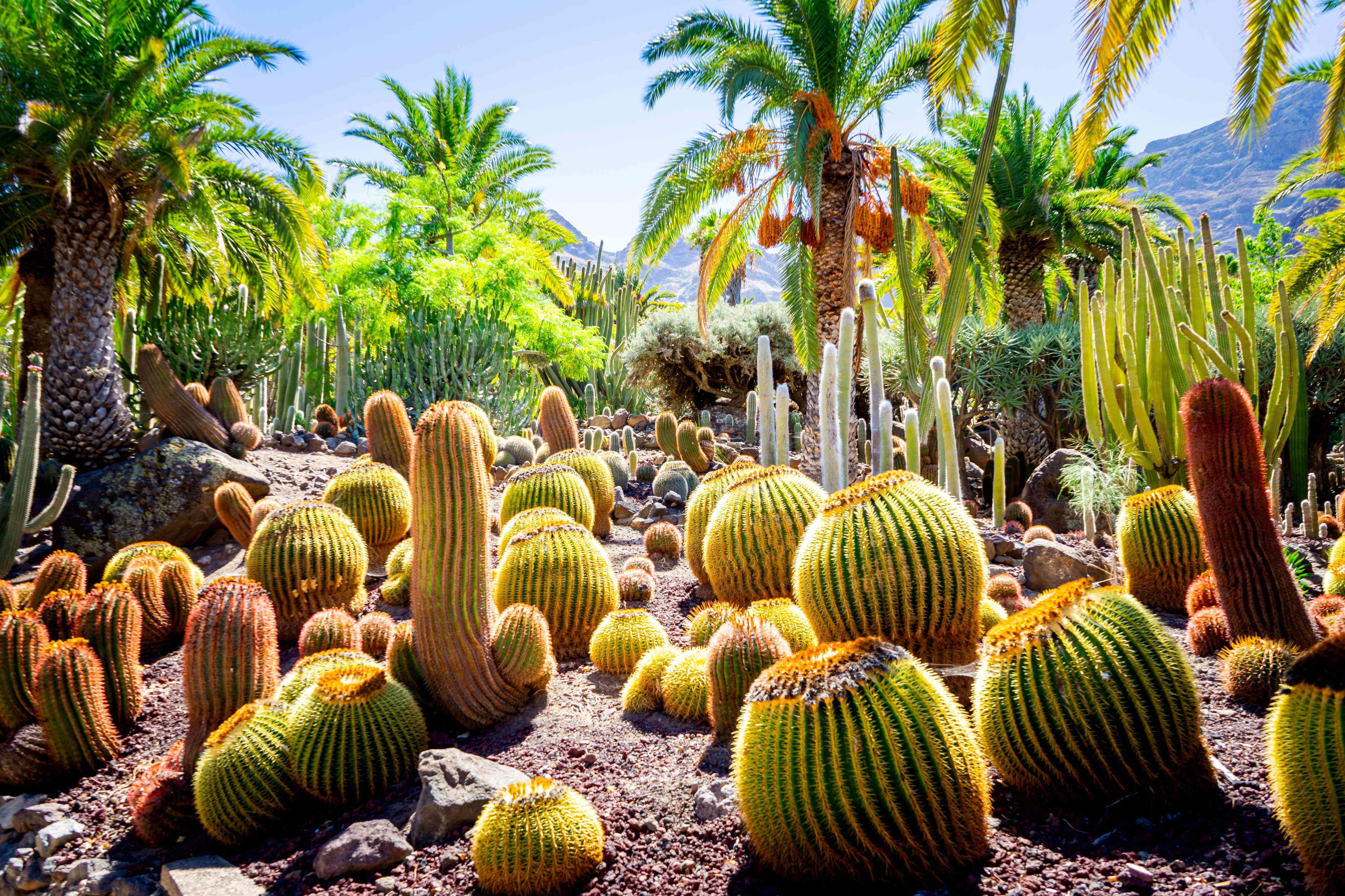 Things to do in Gran Canaria: Our year-round favourites