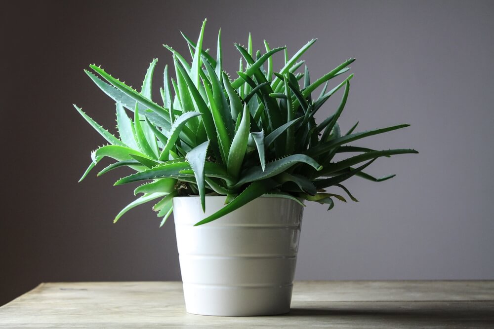 Aloe Vera aus Fuerteventura: viel mehr als ein Souvenir