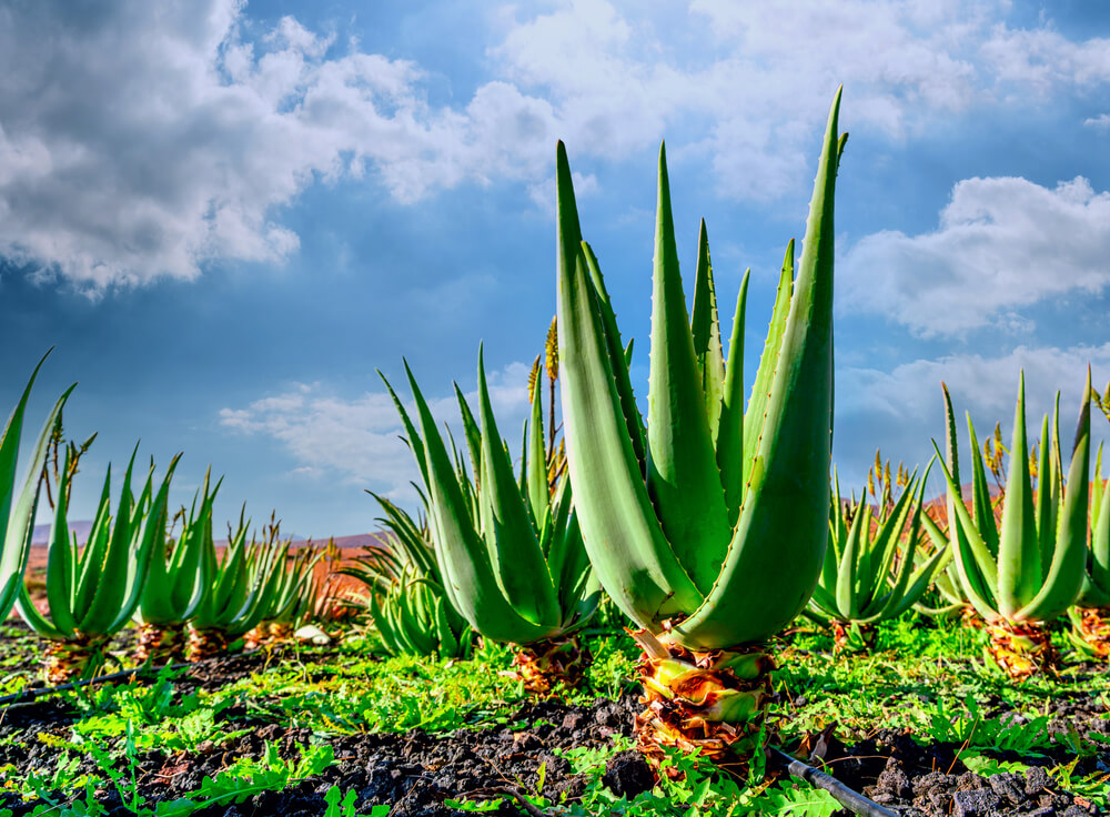 Aloe Vera aus Fuerteventura: viel mehr als ein Souvenir
