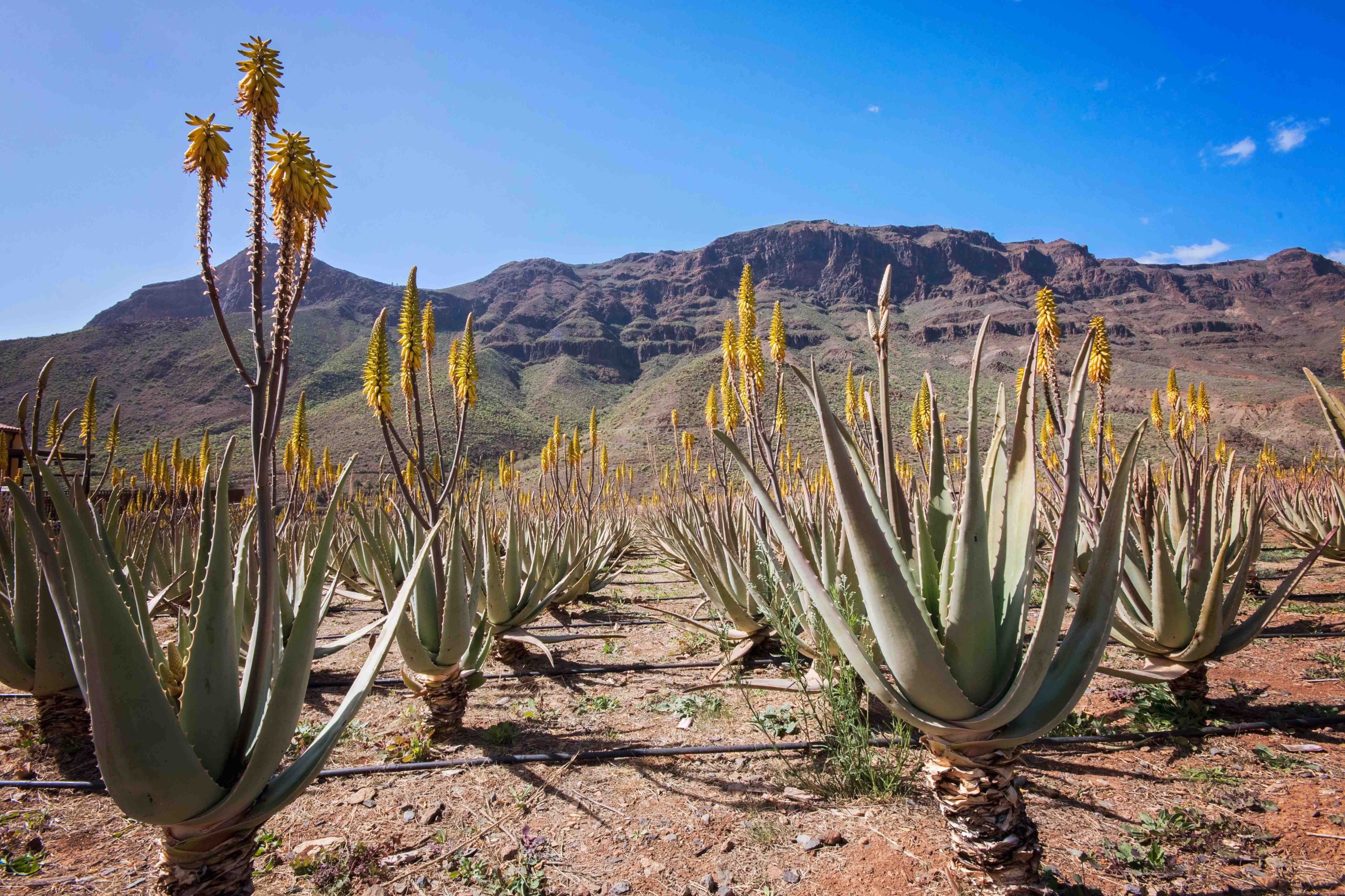 Aloe vera from the Canary Islands, all you need to know